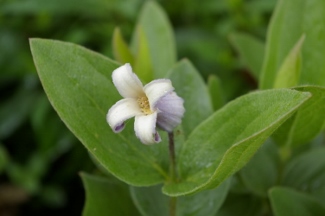 Clematis fremontii