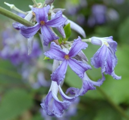 Clematis heracleifolia 'Cassandra'