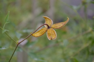 Clematis ladakhiana