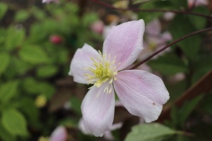 Clematis montana var. rubens 'Tetrarose'