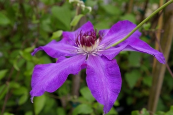 Clematis 'Nagara'