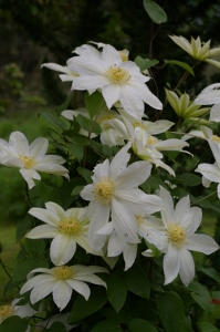 Clematis patens 'Manshuuki'