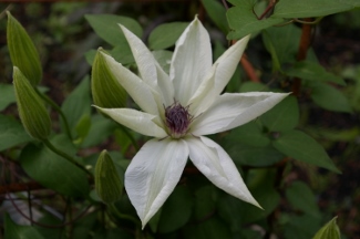 Clematis patens ex Nara