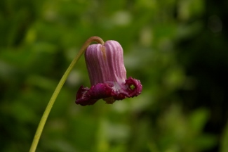 Clematis pitcheri