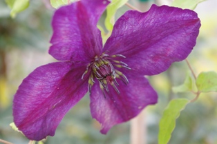 Clematis 'Dark Eyes' (William Staver, 2001)