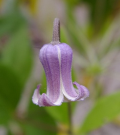 Clematis 'Wakamurasaki'