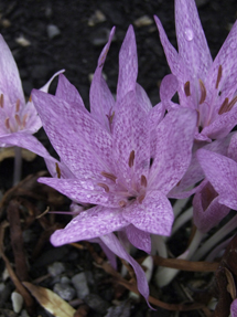 Colchicum agrippinum