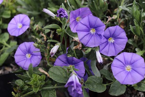 Convolvulus sabatius (mauritanicus)