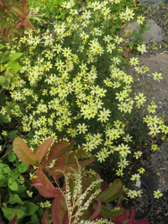 Coreopsis verticillata 'Moonbeam'