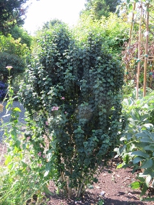 Cornus sanguinea 'Compressa'