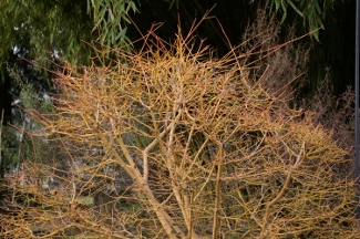 Cornus sanguinea 'Midwinter Fire'