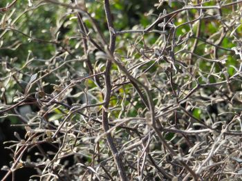 Corokia cotoneaster