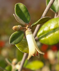 Correa alba 'Ivory Bells'