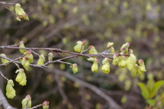 Corylopsis pauciflora