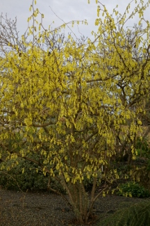 Corylopsis sinensis var. calvescens f. veitchiana