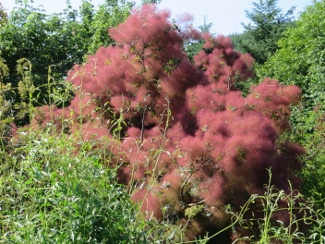 Cotinus coggygria 'Nordine'