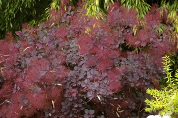 Cotinus coggyrgia 'Velvet Cloak'