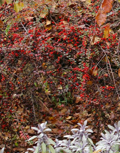 Cotoneaster horizontalis