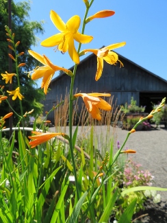 Crocosmia 'George Davidson'