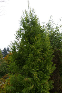 Cryptomeria japonica 'Sekkan Sugi'