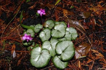 Cyclamen coum 'Silver Form'