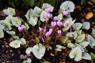 Cyclamen hederifolium 'Silver Leafed'