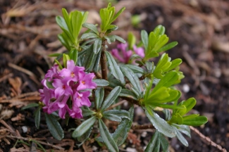 Daphne 'Lovisa Maria'