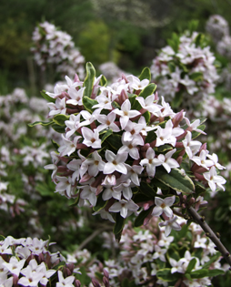 Daphne burkwoodii 'Carol Mackie'