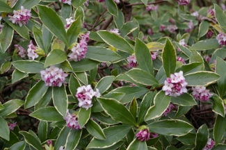 Daphne odora 'Aureomarginata'