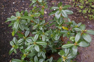 Daphne retusa