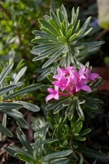 Daphne x schlyteri 'Gold Edge'