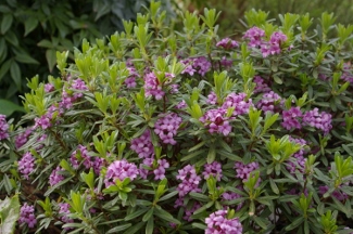 Daphne susannae 'Lawrence Crocker' (x)