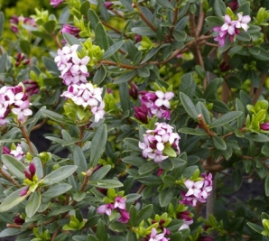 Daphne tangutica