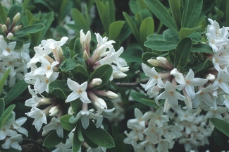 Daphne transatlantica 'Jim's Pride' x