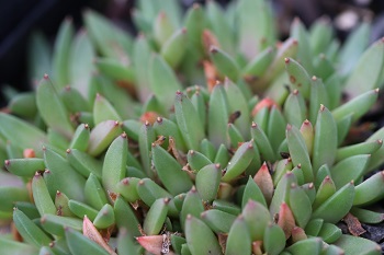 Delosperma basuticum