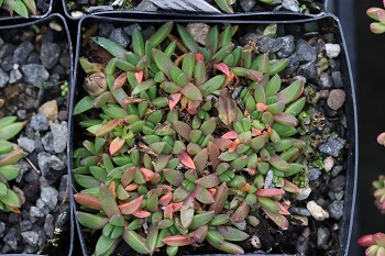 Delosperma congestum (P.K.206)