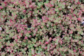 Delosperma nubigenum