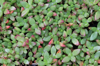 Delosperma sp. aff. Deleeuwiae