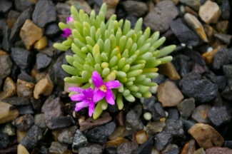 Delosperma sphalmanthoides