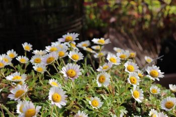 Dendranthema weyrichii 'White Bomb'