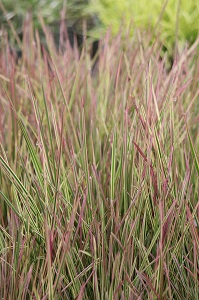 Deschampsia 'Northern Lights'