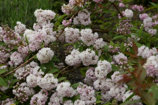 Deutzia 'Pink Pompon'