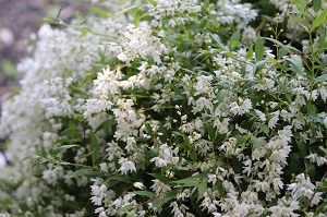 Deutzia crenata var. nakaiana 'Nikko'