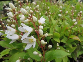 Deutzia crenata var. nakaiana 'Nikko'