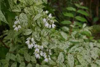 Deutzia scabra 'Variegata'