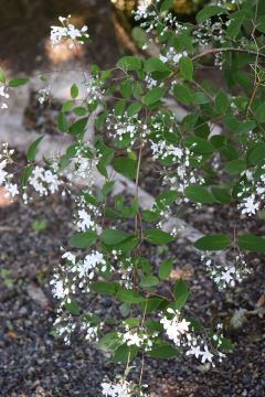 Deutzia setchuenensis var corymbiflora