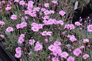 Dianthus 'Little Jock'