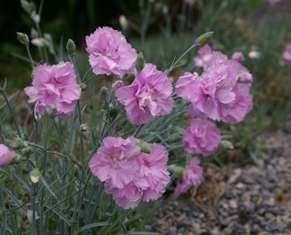 Dianthus 'Rose de Mai'