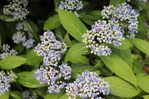 Dichroa versicolor 'Blue Flowered'