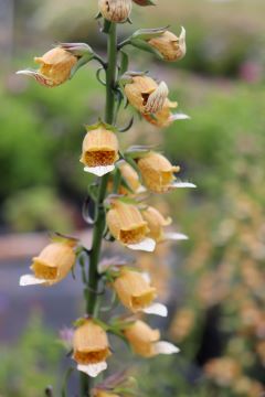 Digitalis laevigata